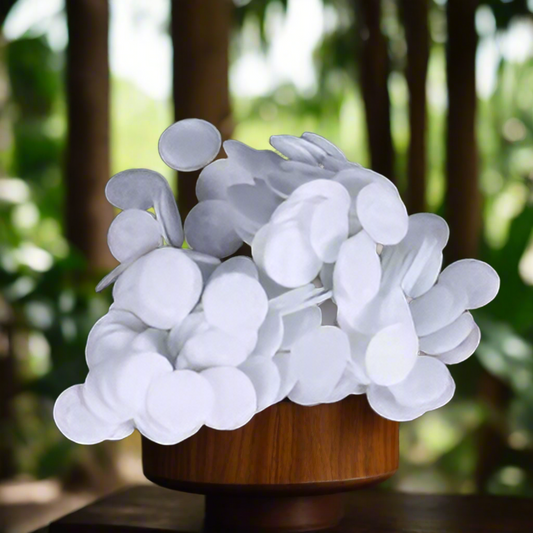 100pc Non-Woven Round Cotton Microdermabrasion Filters - 15mm